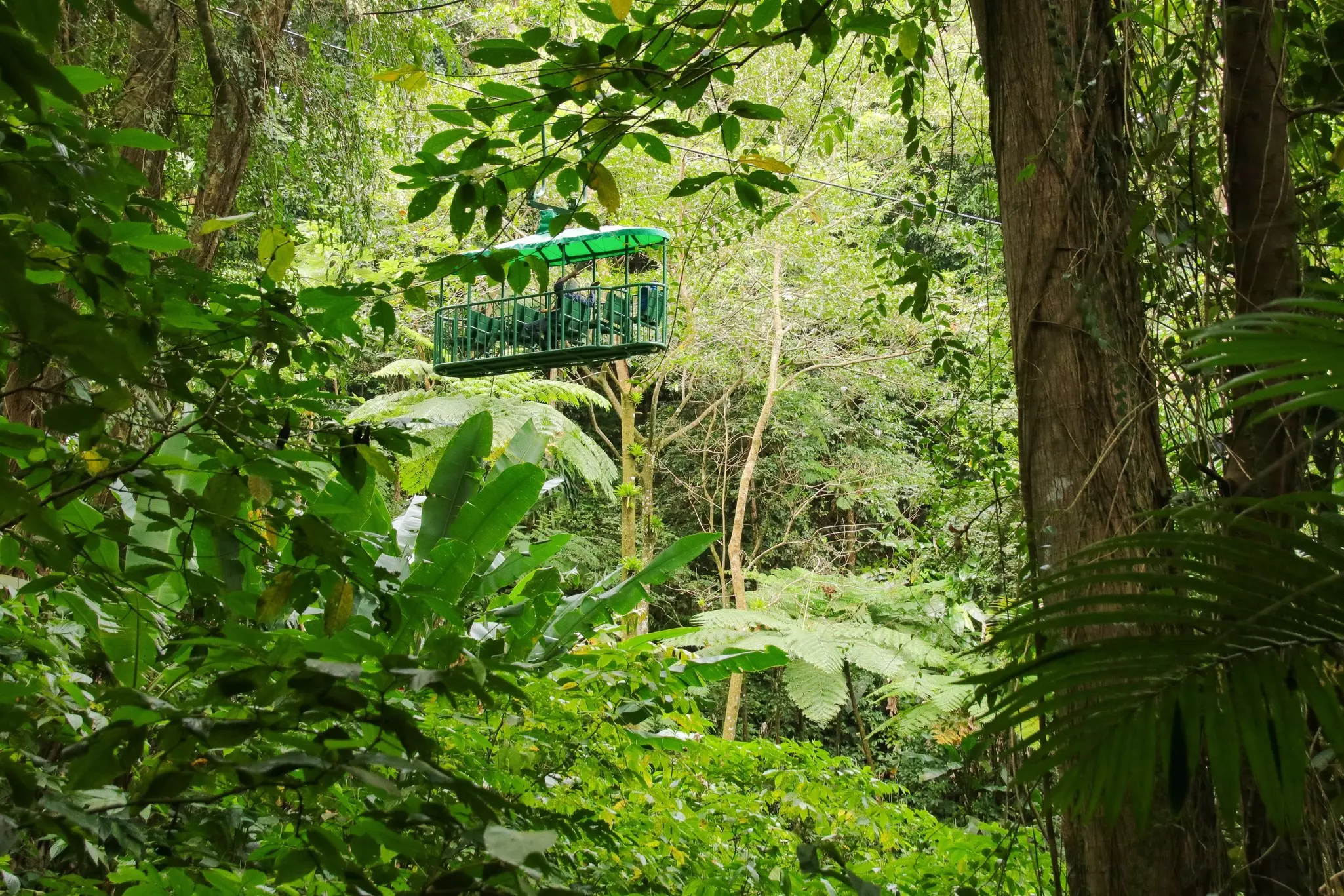 An open gondola descends a slope covered with think rainforest vegetation.