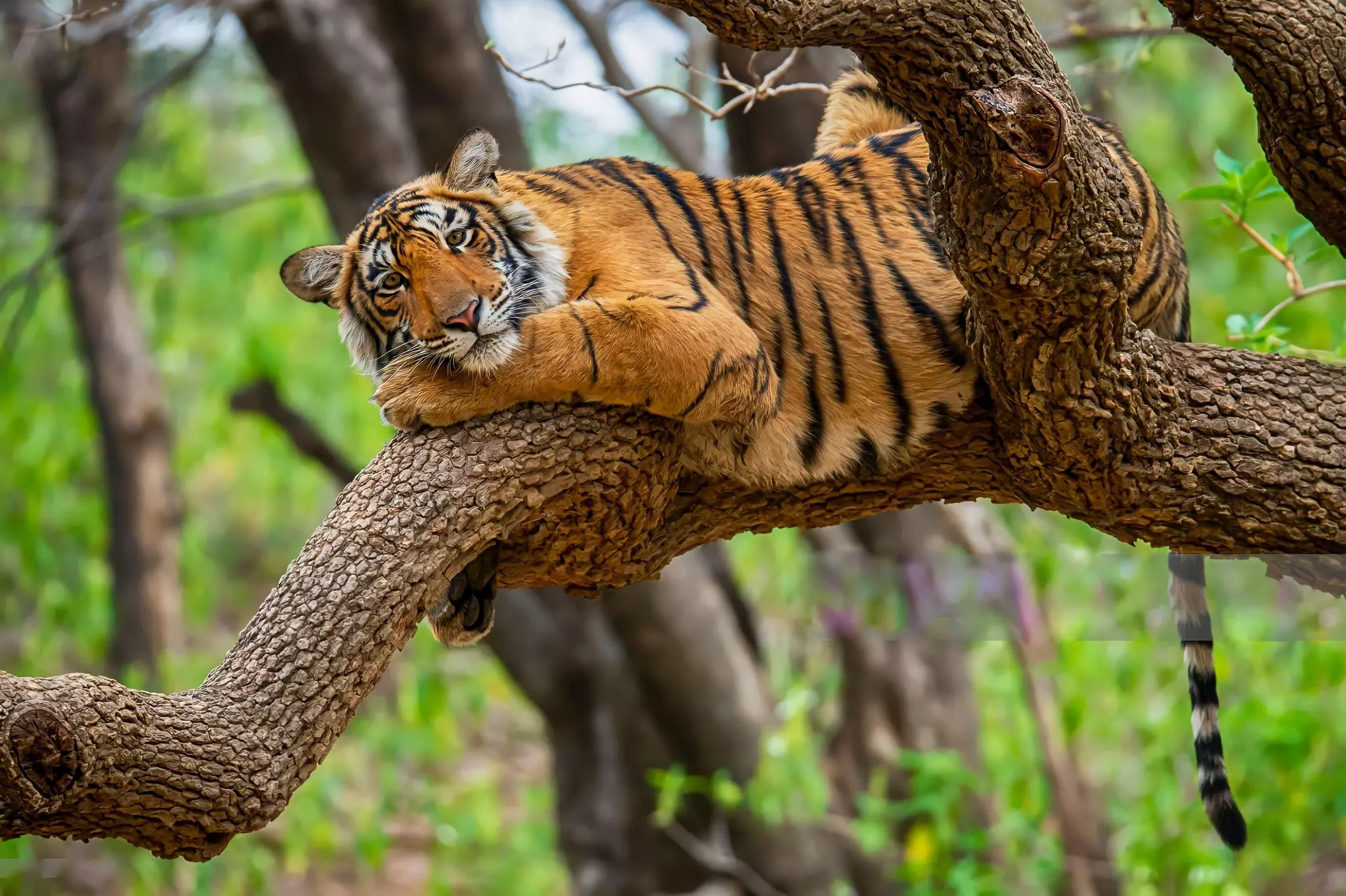 8 - Ranthambore, Rajasthan, India.JPG