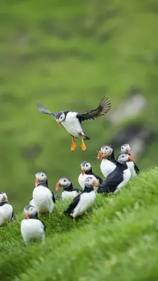 Puffin birds - Around a million puffins are believed to breed in the Faroe Islands; they’re most easily spotted during the summer months.