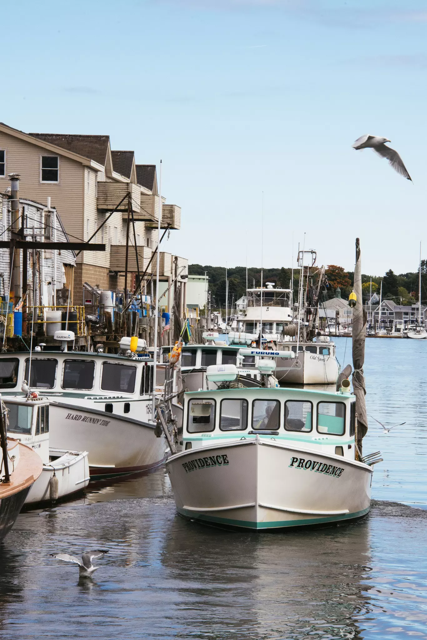 Fishing boats in a harbor with seagulls overhead and in the water and buildings with porches overlooking the harbor.