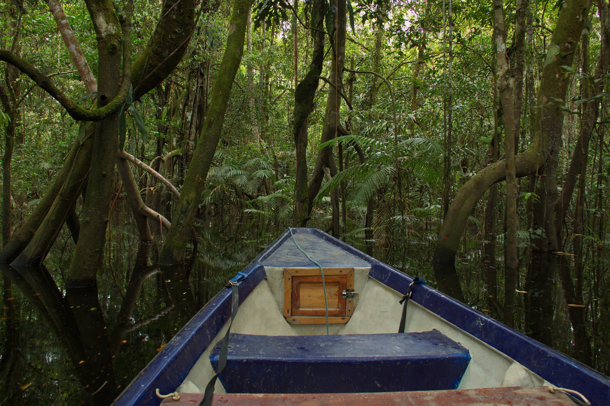View of the rainforest near Puerto Narino at Amazonas river in Colombia from an excursion boat