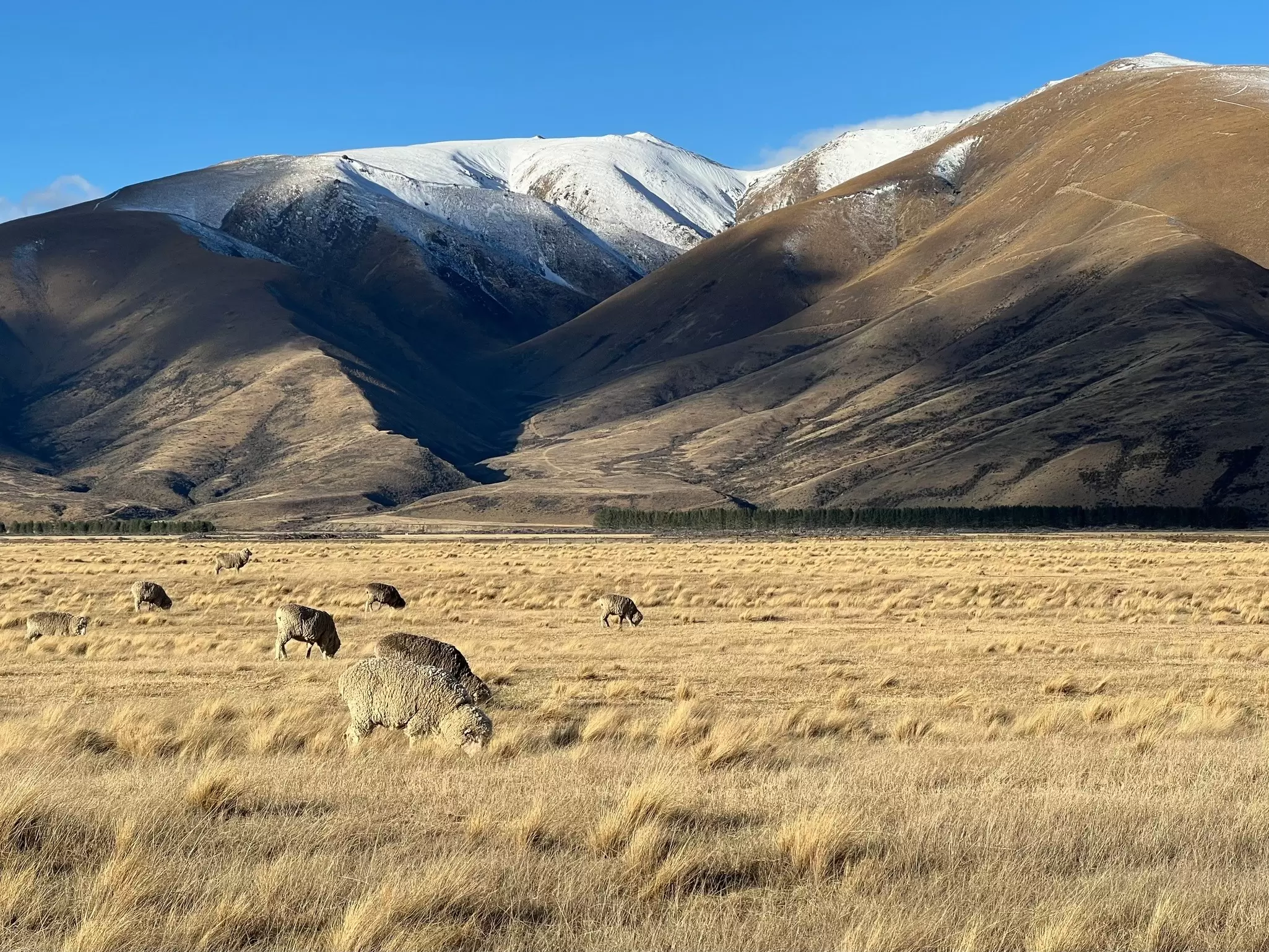 Sheep graze in a field in front of snow-capped mountains in New Zealand