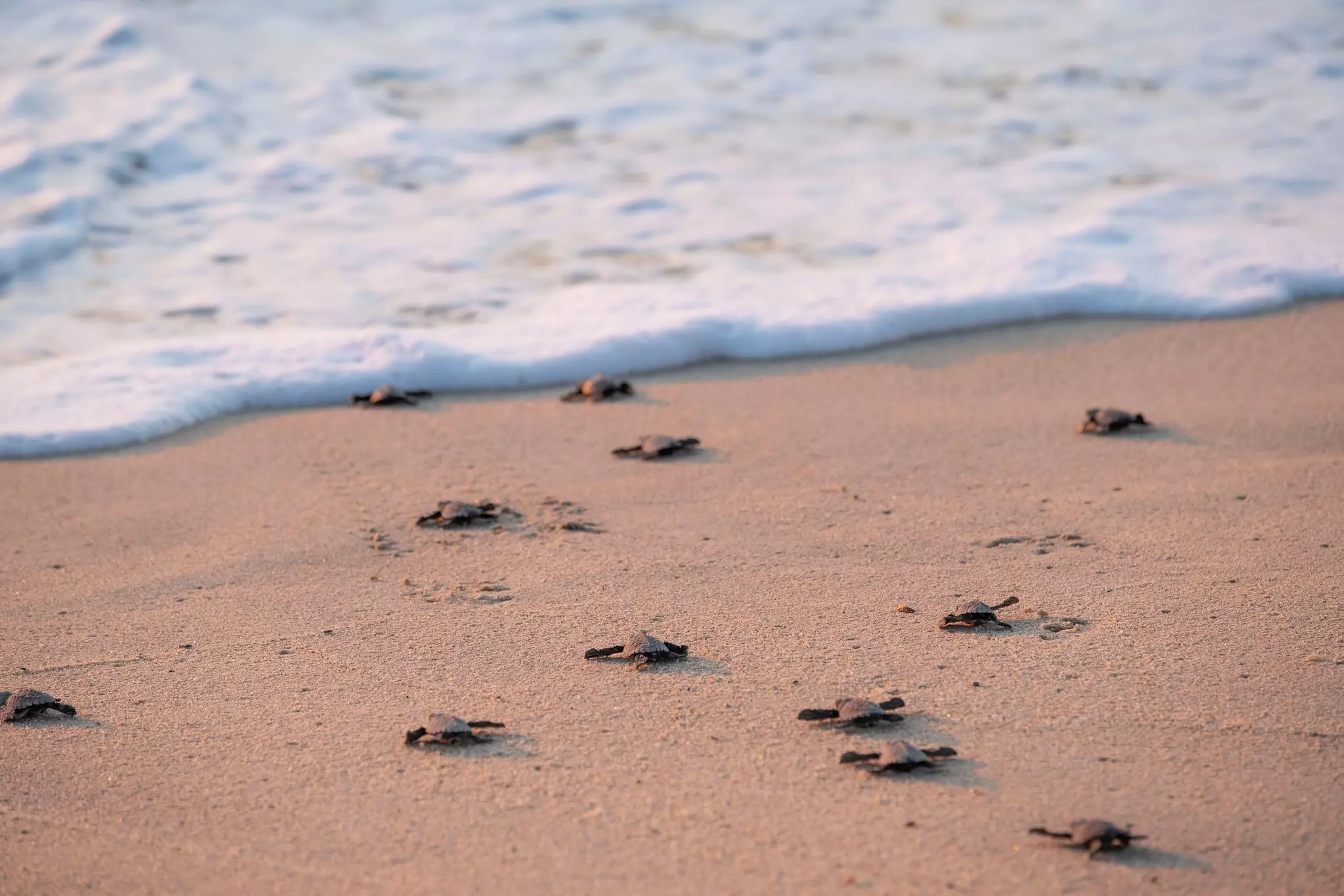 A group of newly hatched olive ridley sea turtles makes its way across a beach to the ocean surf.