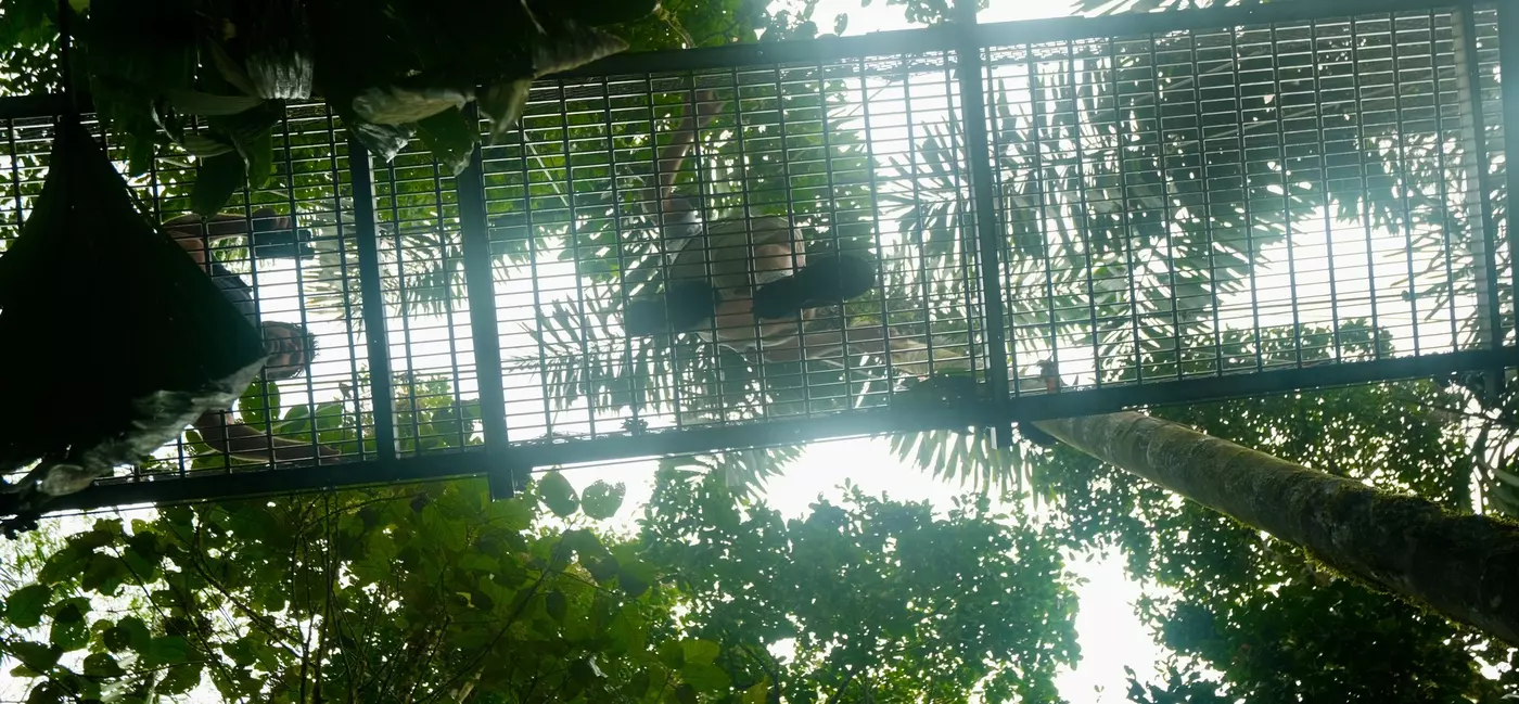 view from directly beneath a metal hanging bridge, with people walking across the bridge, surrounded by rainforest