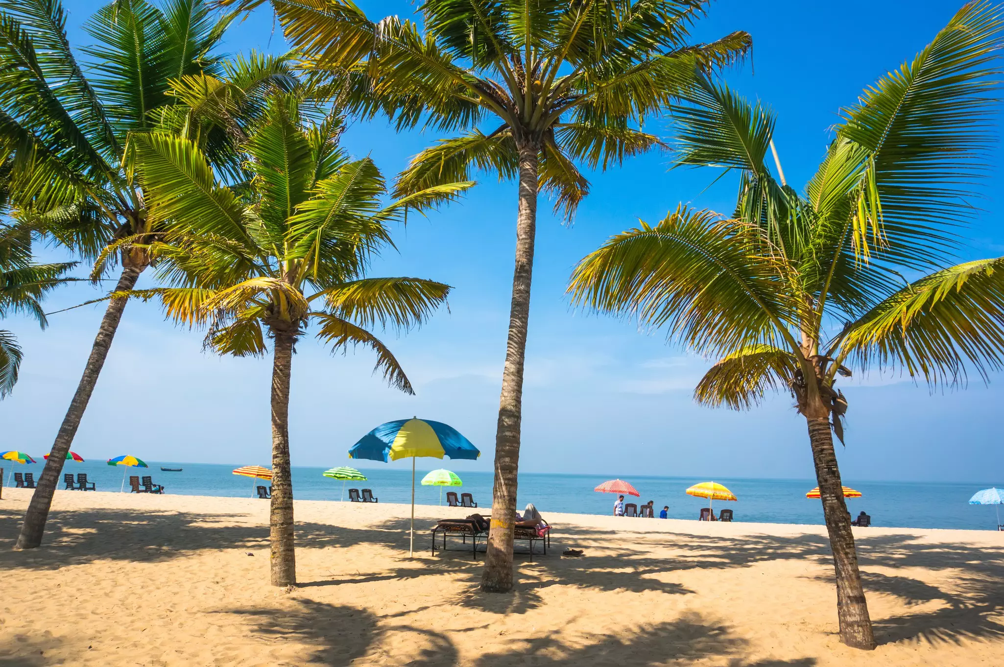 beautiful landscape with big green palm trees in the foreground to the background of tourist umbrellas and sunbeds on a beautiful exotic beach in South India Kerala.