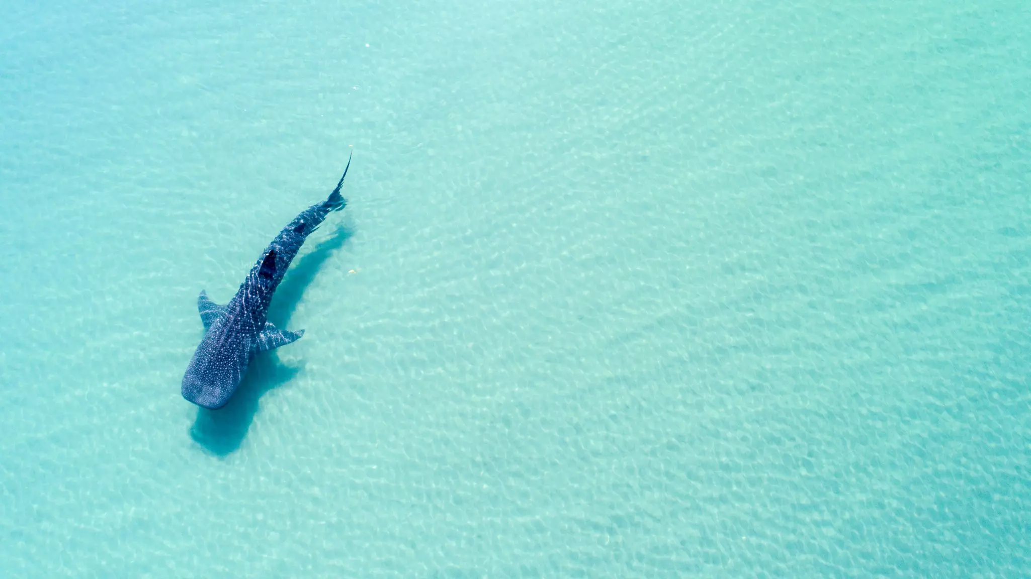 An overhead view of a giant whale shark swimming in shallow water. The water appears turquoise in the sunshine.