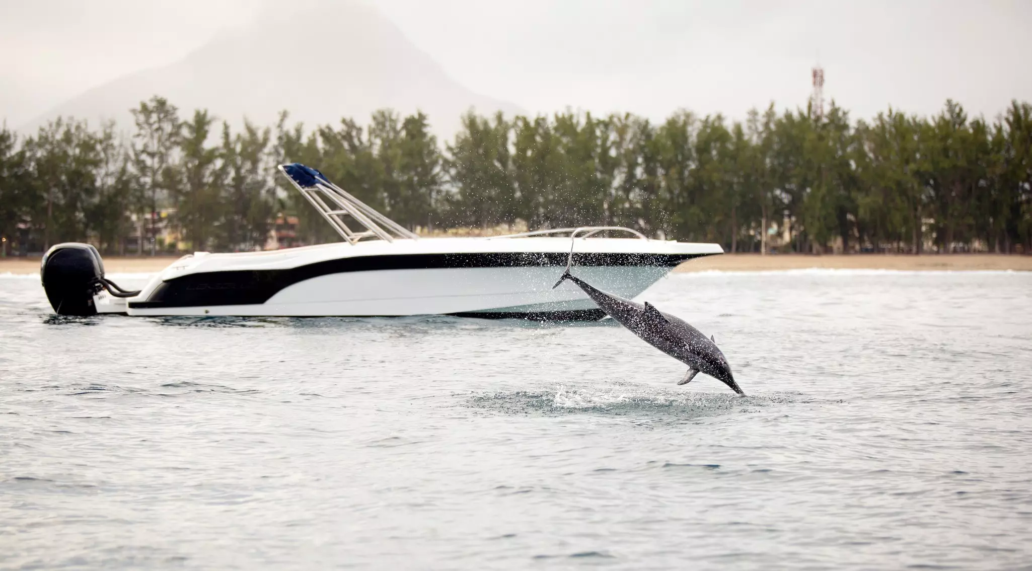A dolphin leaps out of the ocean near a moored, empty speedboat near the shore of an island with a large pointed mountain peak