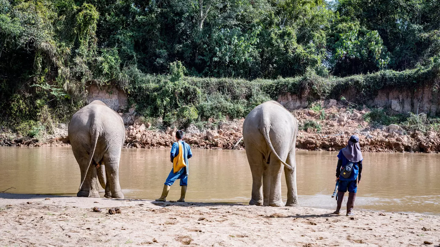 One resort is using this sustainable approach to securing the future of ethical elephant tourism in Thailand © Anna Haines / Lonely Planet