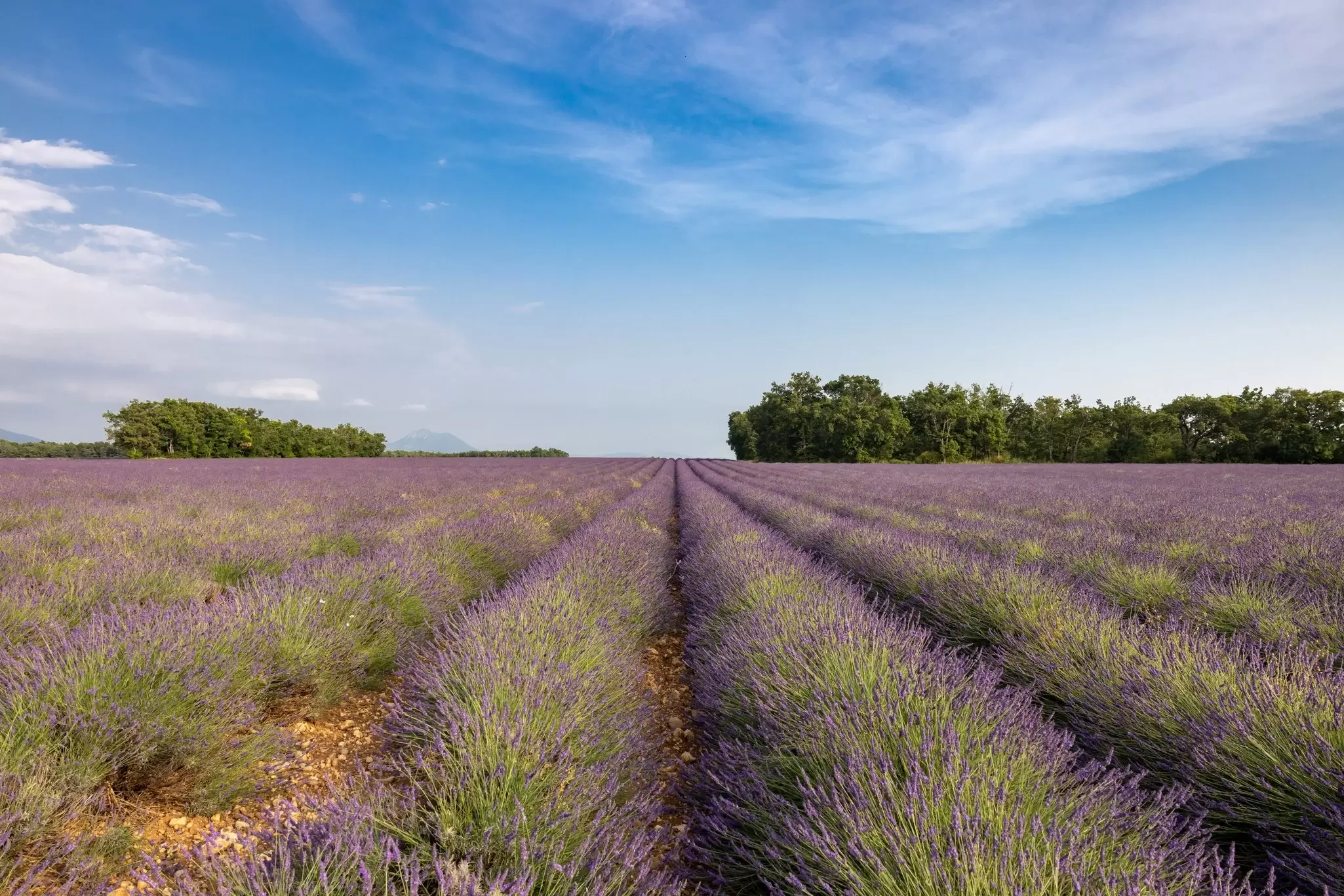 Long rows of blooming lavender fields.