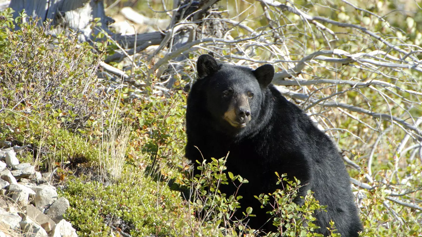 A black bear on a hillside at Glacier National Park, Montana