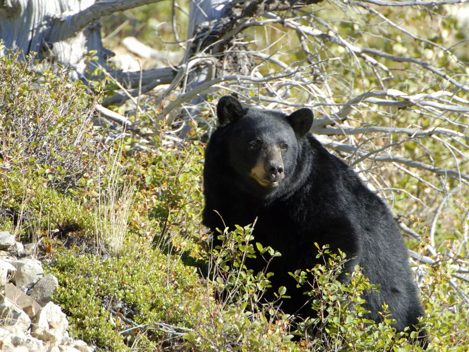 A black bear on a hillside at Glacier National Park, Montana