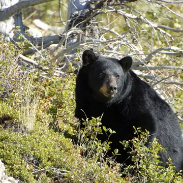 A black bear on a hillside at Glacier National Park, Montana