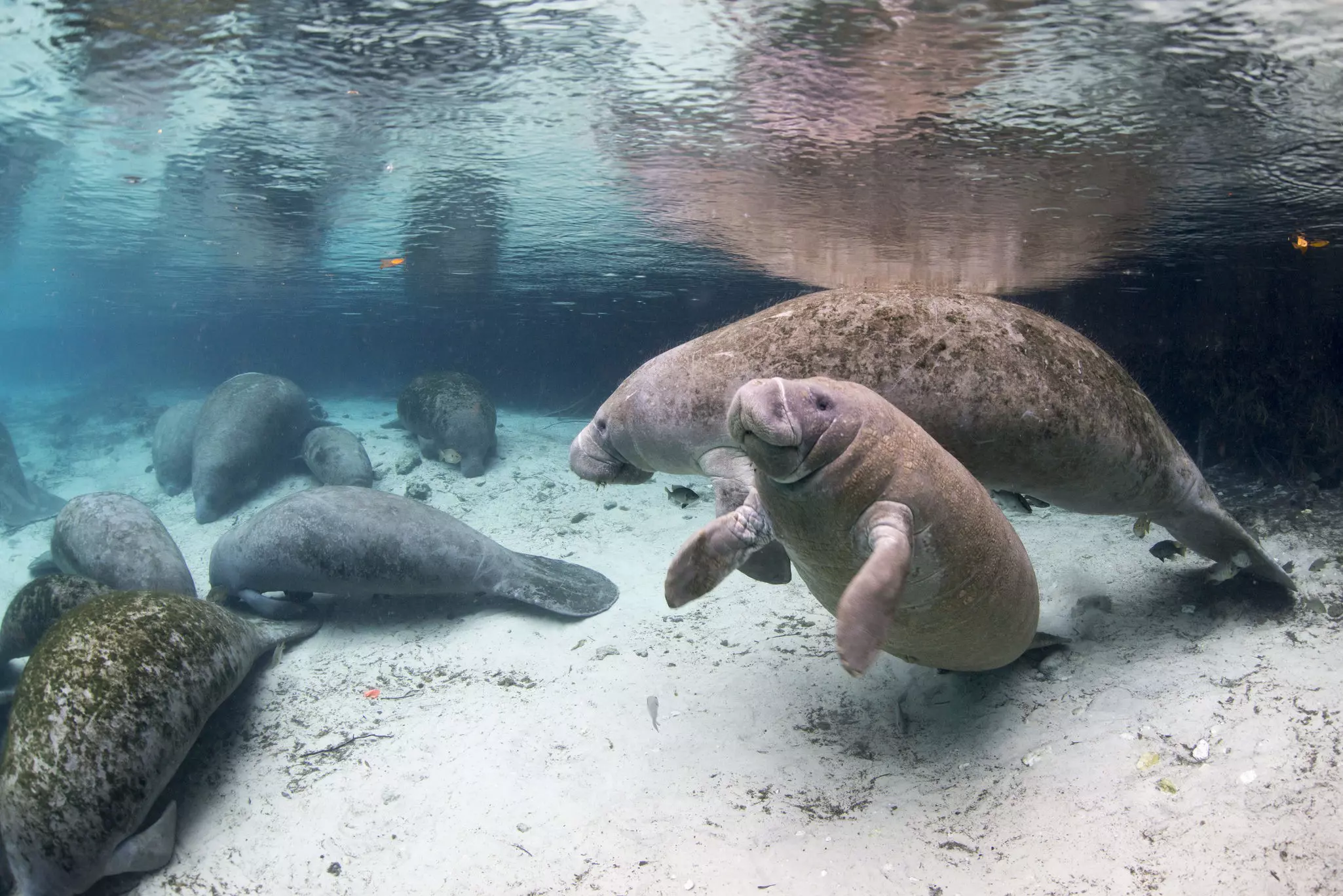 Winter brings manatees to the clear waters of Crystal River © Colors and shapes of underwater world / Getty Images