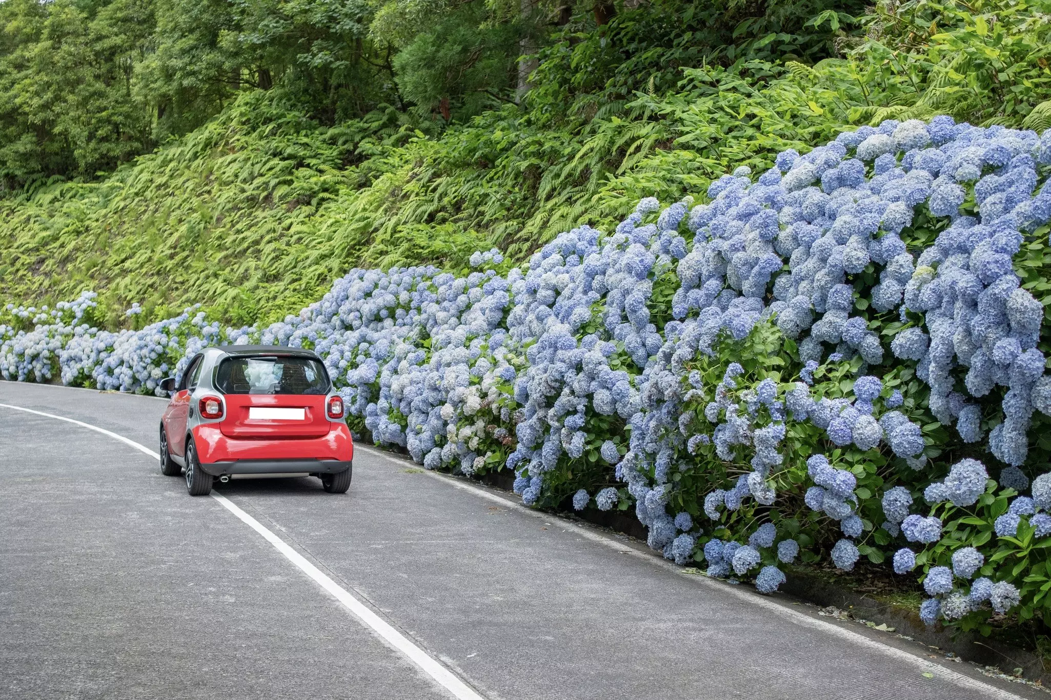 A small red car drives by a bank of blue hydrangea bushes in Sete Cidades, São Miguel, Azores, Portugal.