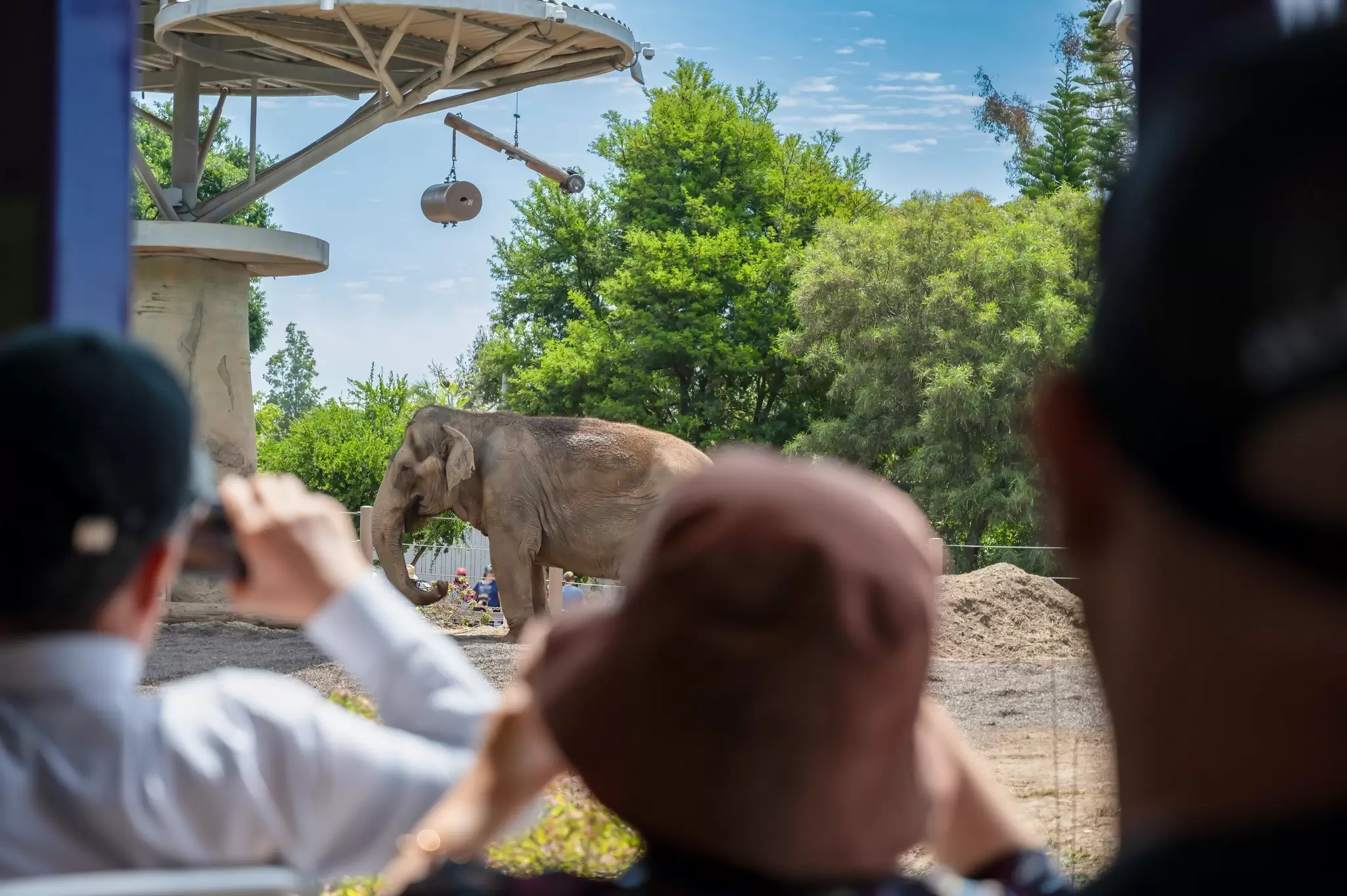 Visitors at San Diego Zoo gather round to admire a large gray elephant in its enclosure.