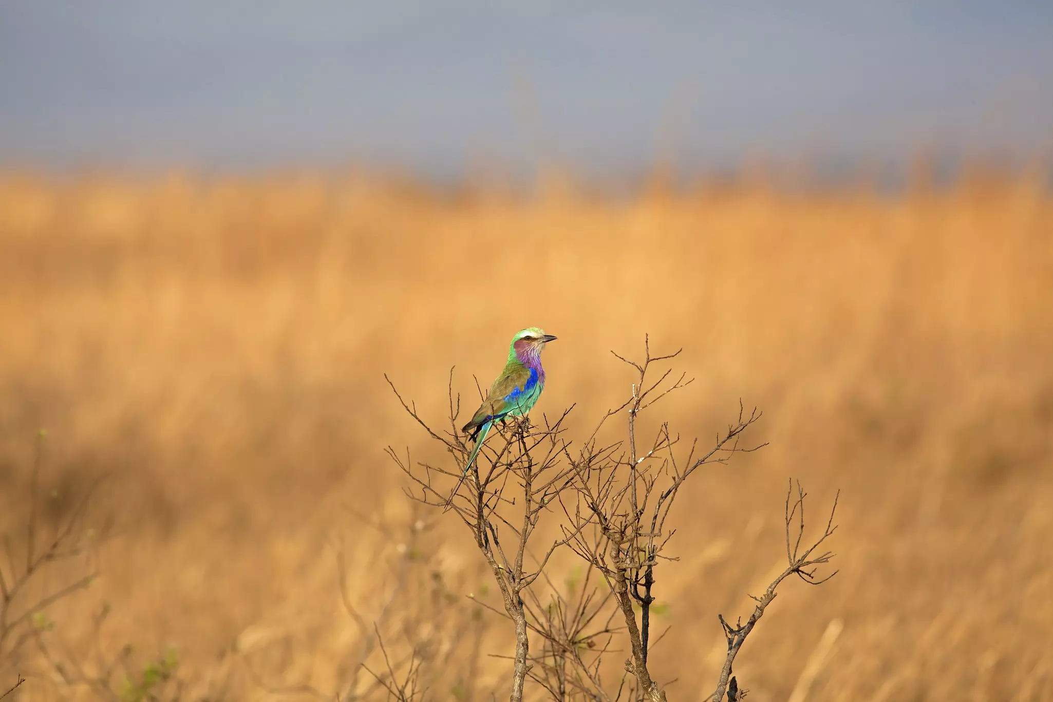 Look out for beautiful birdlife as you explore the national parks of Tanzania's southeast © kjorgen / Getty Images