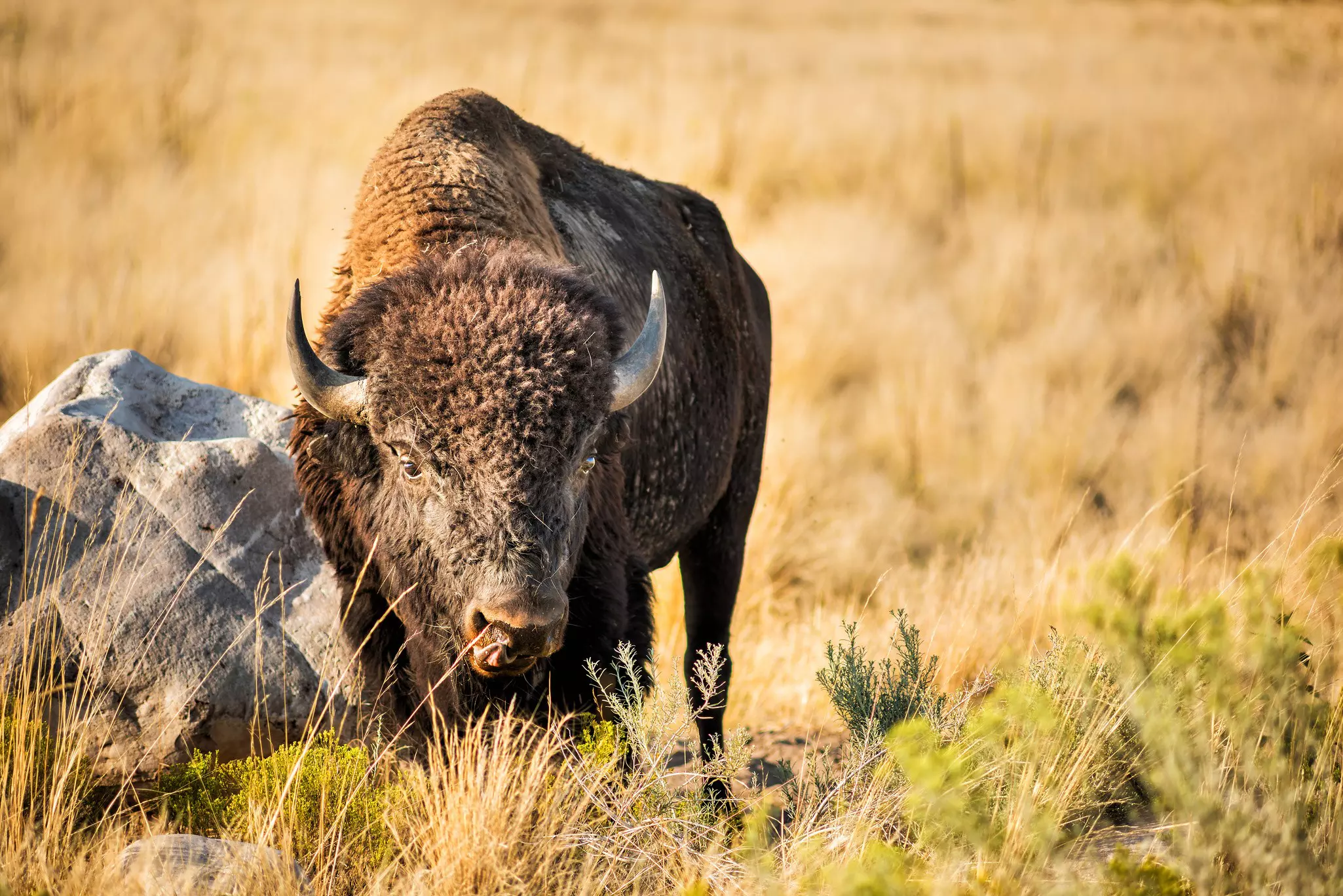 A bison on Antelope Island