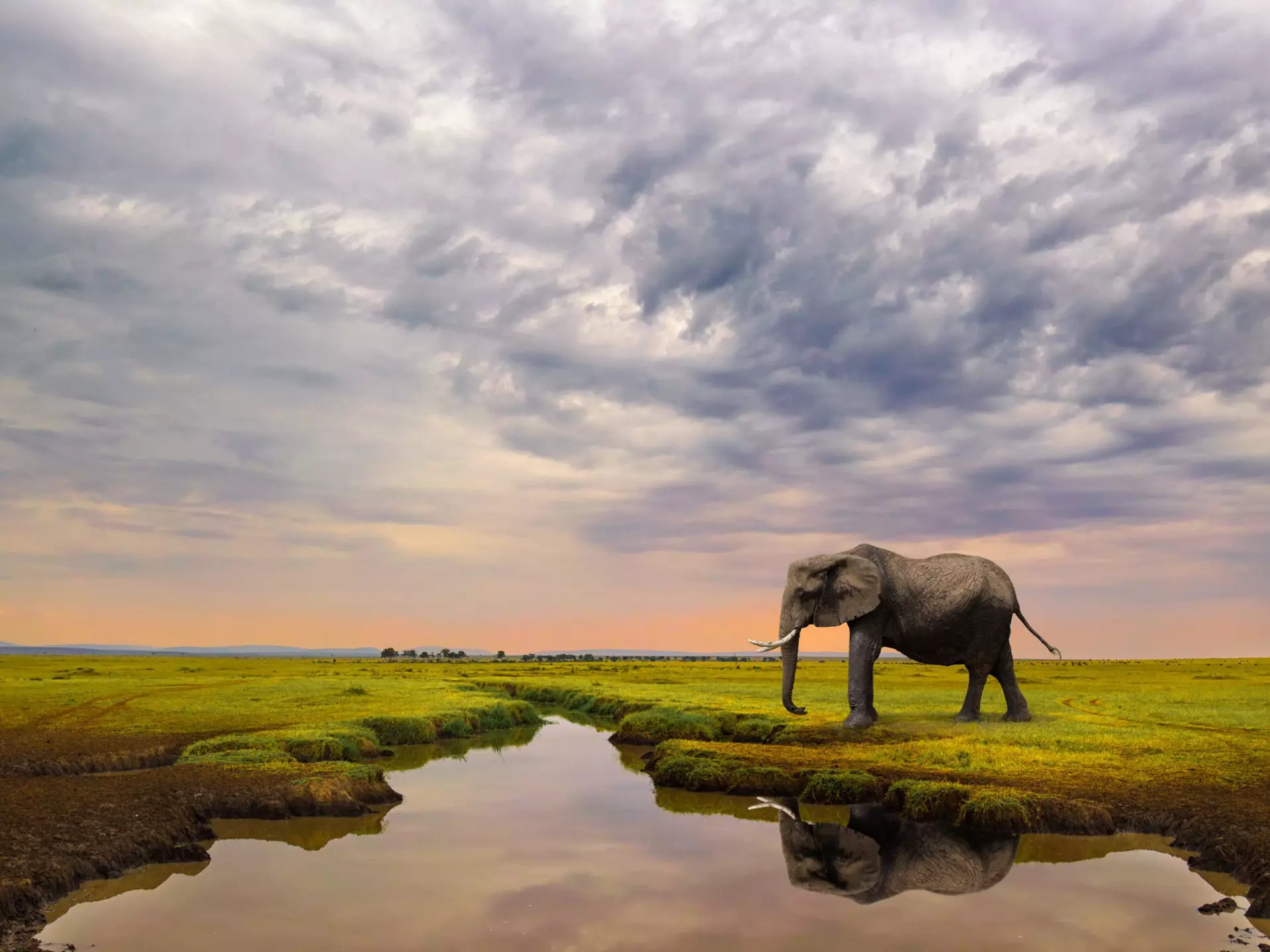 A female Elephant approaches a stream in the Maasai Mara National Reserve.
500px Photo ID: 128832671
Wildlife, Adventure, Africa, African, East, Elephant, Giant, Kenya, Maasai, Mara, Masai, Nature, Reflection, Safari, Serene, Serenity, Solitude, Stream, Travel, Wild, big, dramatic, landscape, sky