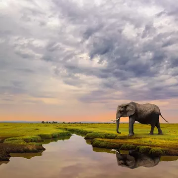 A female Elephant approaches a stream in the Maasai Mara National Reserve.
500px Photo ID: 128832671
Wildlife, Adventure, Africa, African, East, Elephant, Giant, Kenya, Maasai, Mara, Masai, Nature, Reflection, Safari, Serene, Serenity, Solitude, Stream, Travel, Wild, big, dramatic, landscape, sky