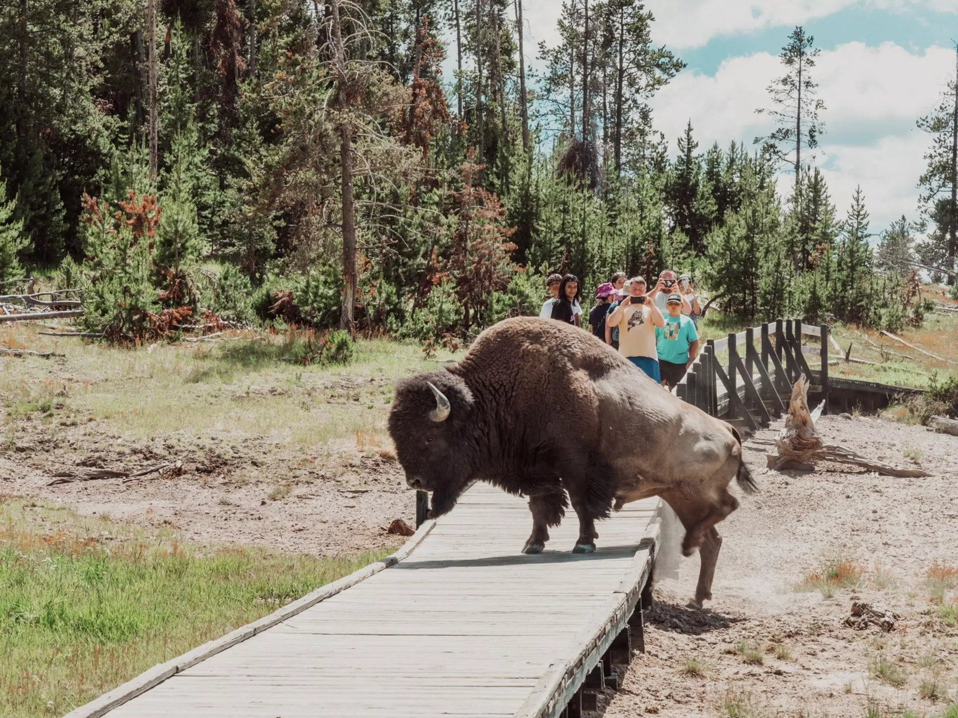 A visit to Yellowstone National Park near Jackson Hole means quality time with bison. Getty Images