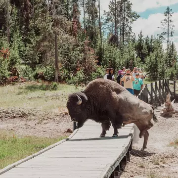 A visit to Yellowstone National Park near Jackson Hole means quality time with bison. Getty Images