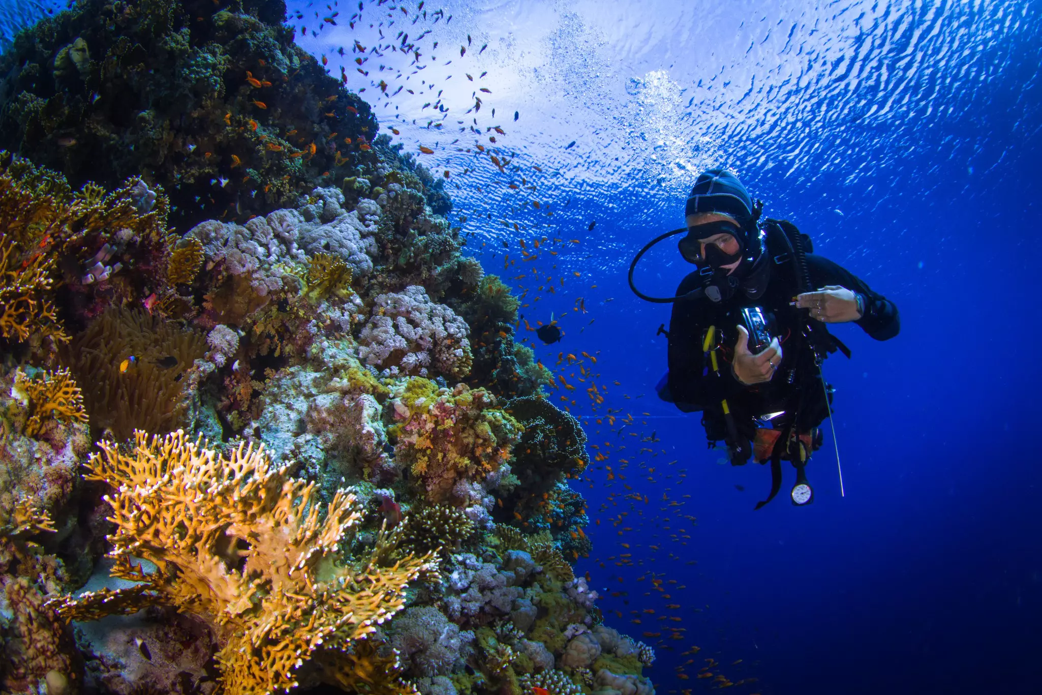 A diver passes a coral wall in Ras Mohammed National Park, Red Sea, Egypt.