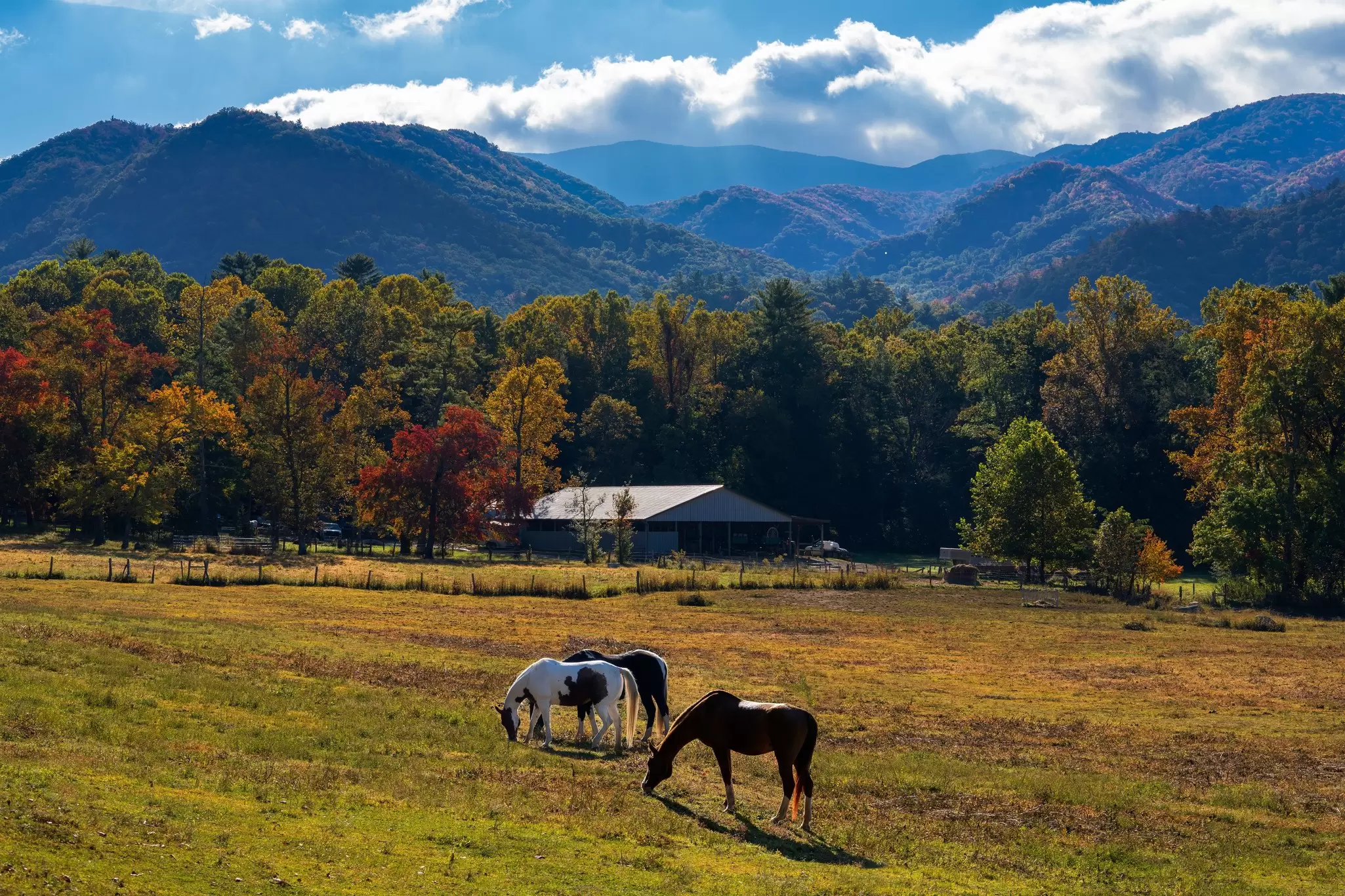 Three horses graze in a field; a structure is at the edge by trees with fall colors; mountains are in the background.