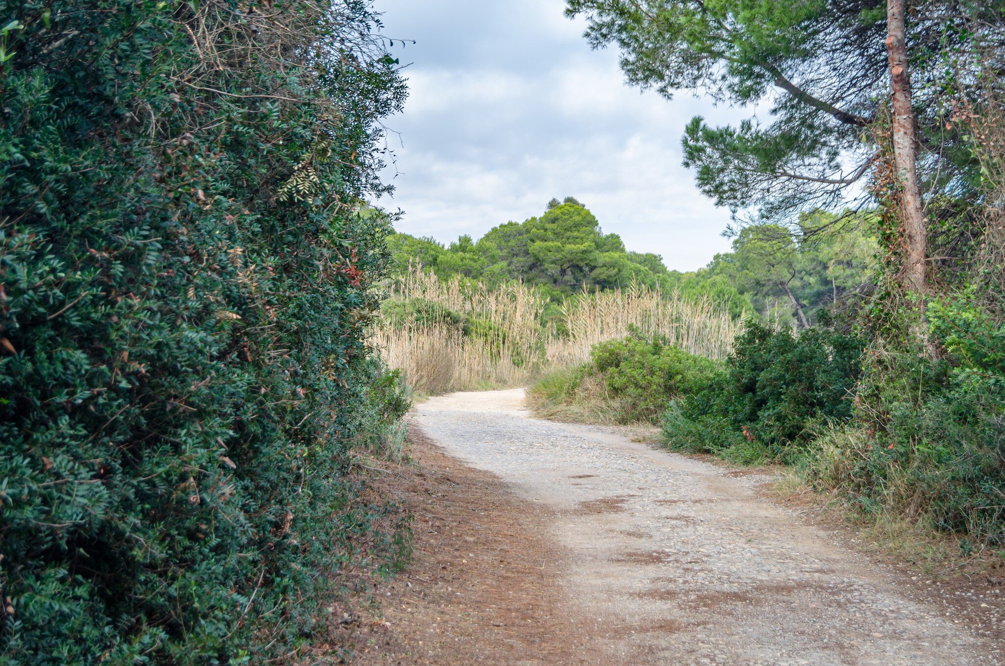 View of a path winding through the Parque Natural de la Albufera in Valencia, Spain.