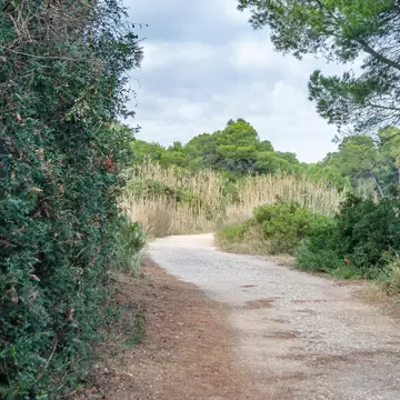 View of a path winding through the Parque Natural de la Albufera in Valencia, Spain.