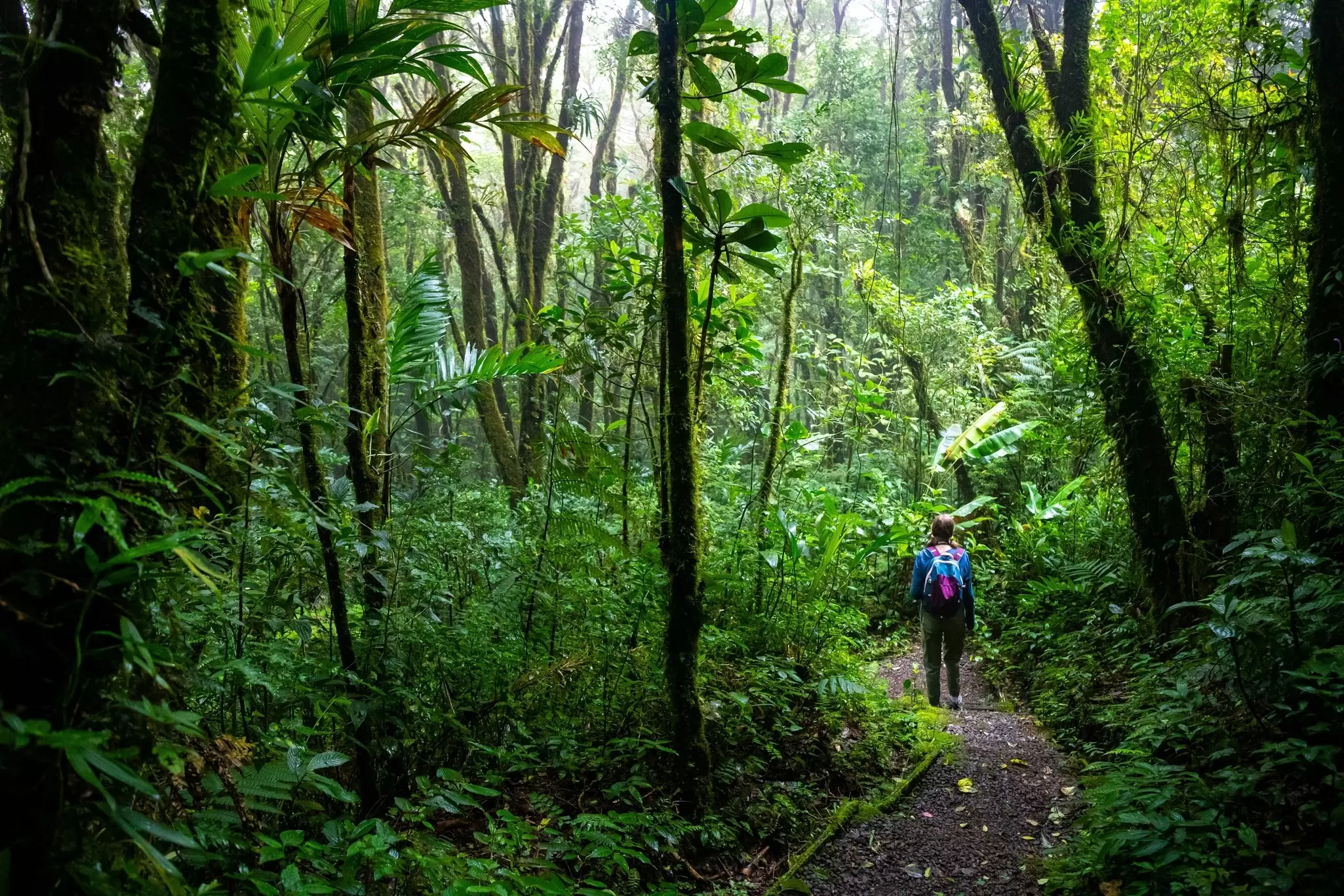 Walking through the cloud forest. Jakub Maculewicz/Shutterstock