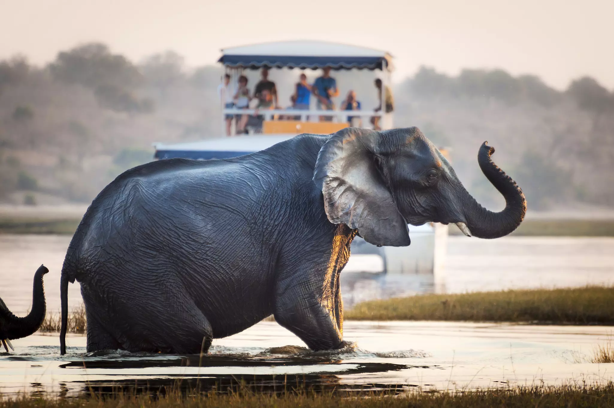 Get out on the water for a different wildlife viewing experience in Botswana © Tiago_Fernandez / Getty Images