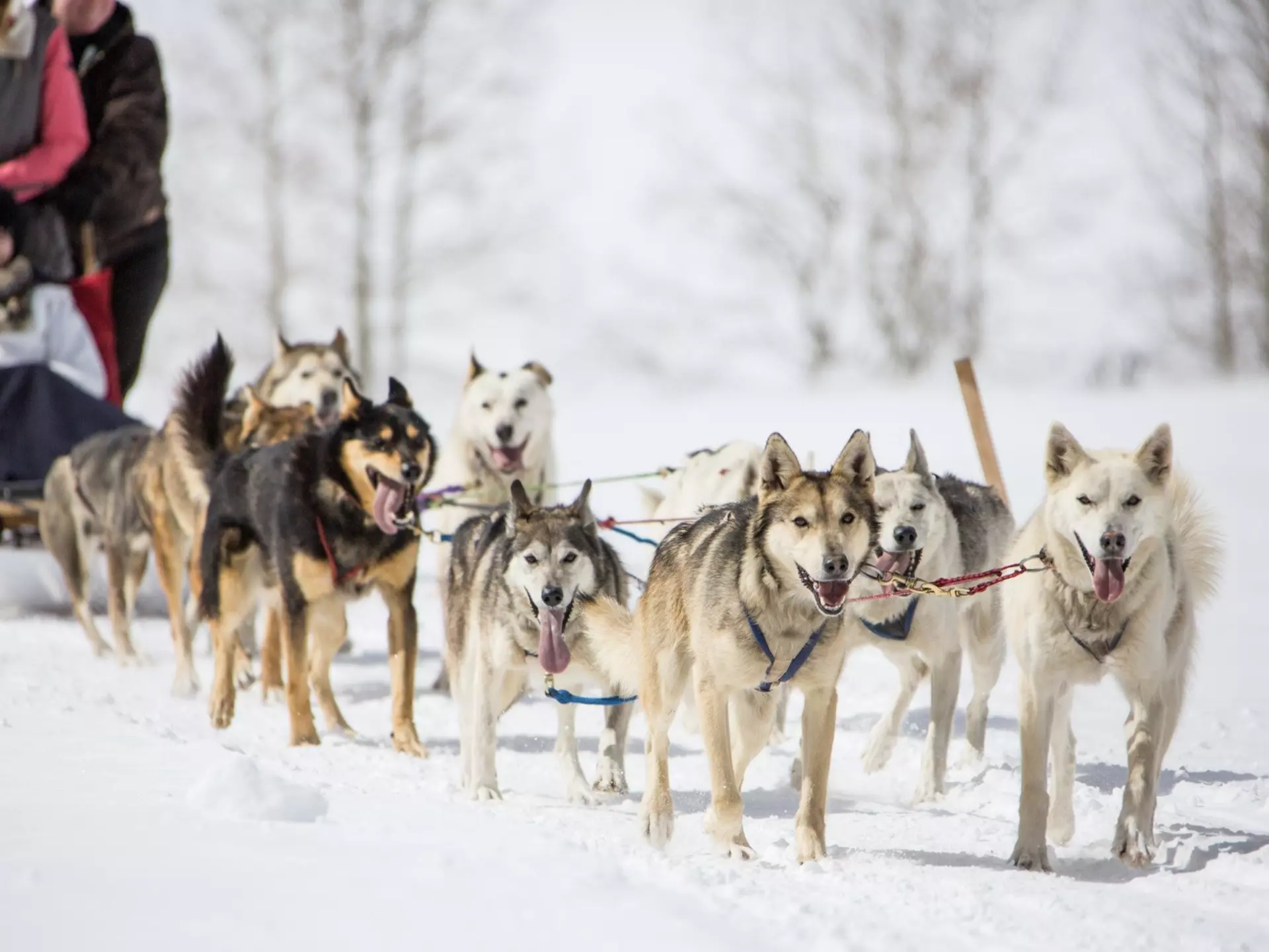 Traveling by dog sled is the quintessential backcountry winter experience. Brent Bingham/Getty Images