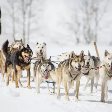 Traveling by dog sled is the quintessential backcountry winter experience. Brent Bingham/Getty Images