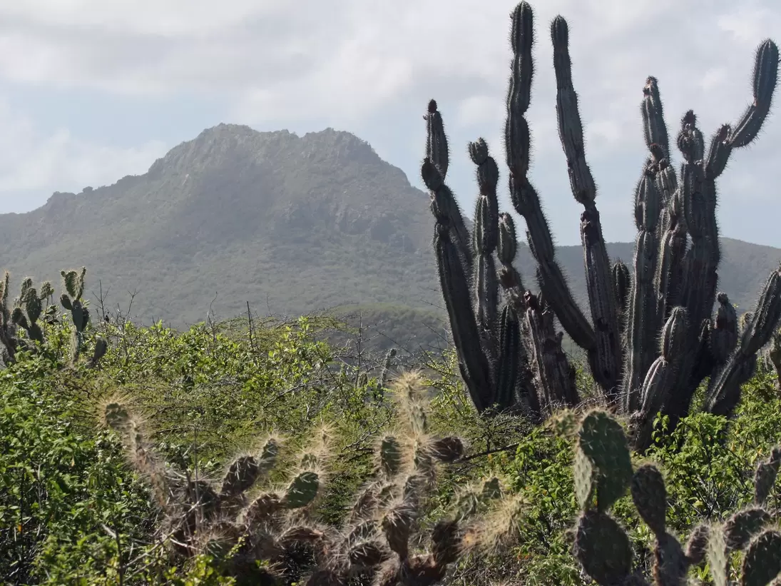 Cactus stands tall in Christoffel National Park, with Mt. Christoffel in the background, Curacao. (Marjie Lambert/Miami Herald/MCT)