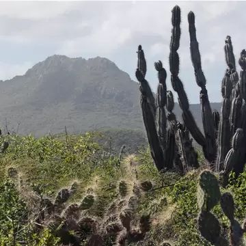 Cactus stands tall in Christoffel National Park, with Mt. Christoffel in the background, Curacao. (Marjie Lambert/Miami Herald/MCT)