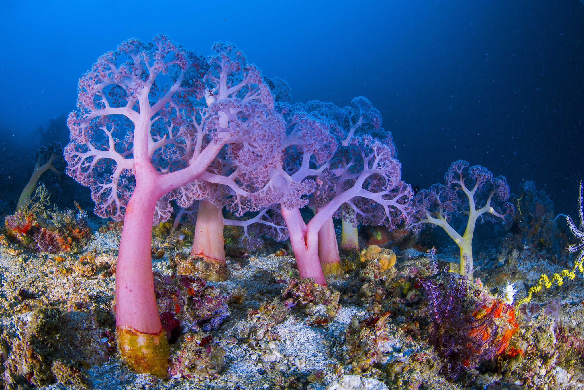 Soft corals