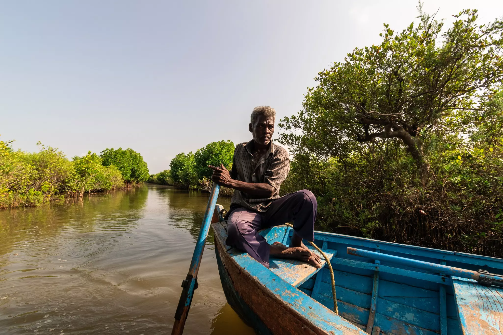 A man sits in a boat steering it with an oar through a channel in a mangrove forest.