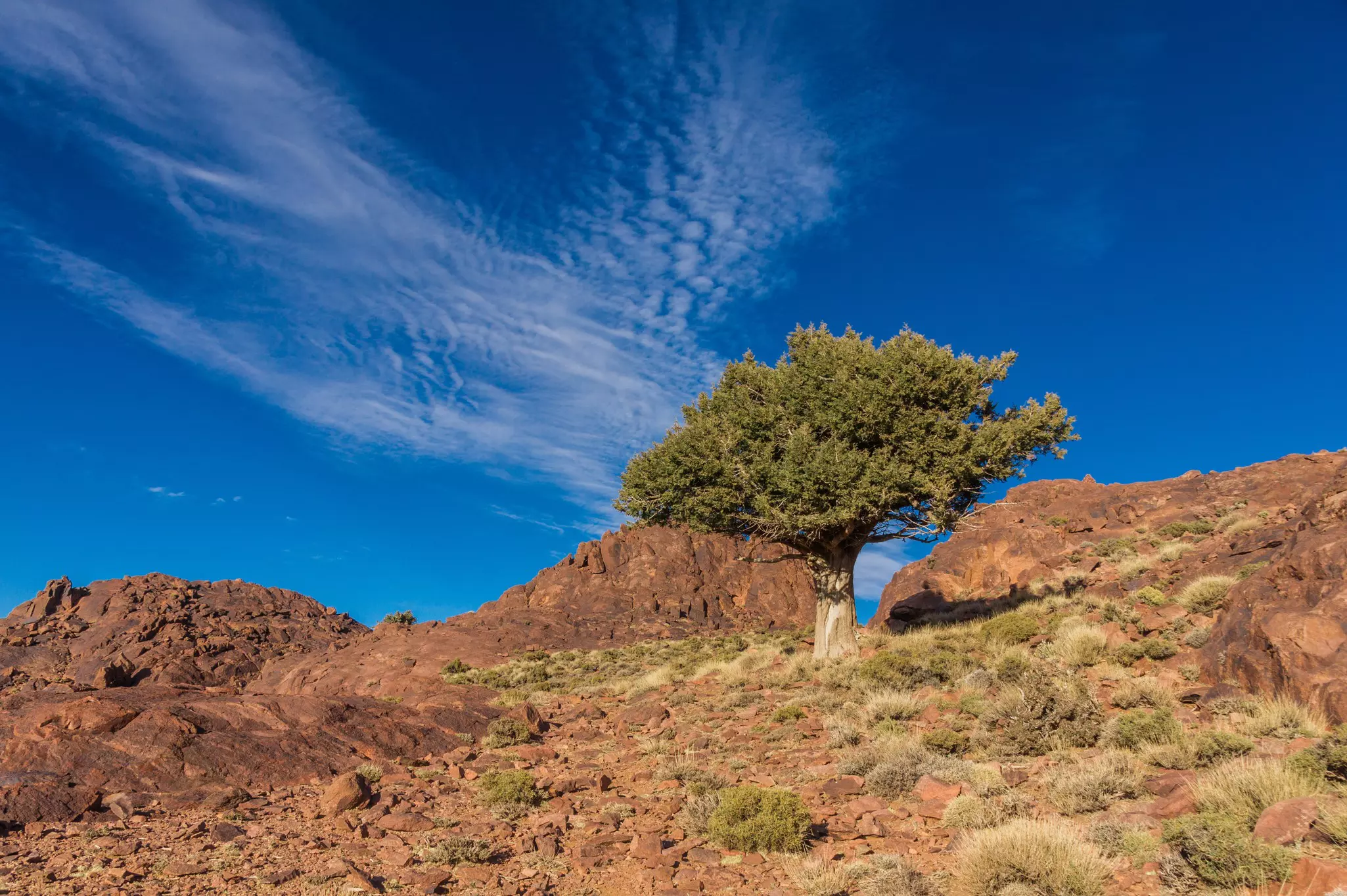Juniper tree in Jebel Saghro in Morocco, a little south of the high Atlas mountain range.