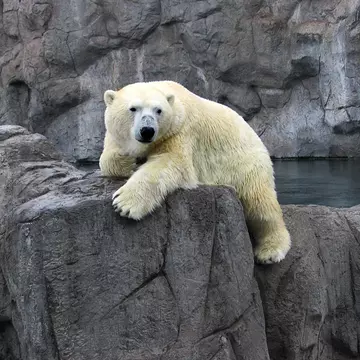 A polar bear lounges on a rock at the Albuquerque Zoo