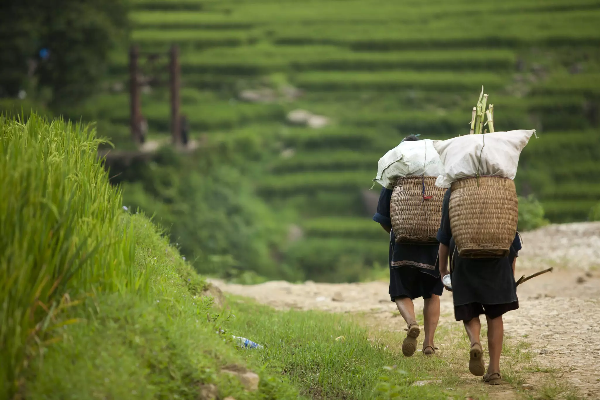 Two people carry large baskets in front of a rice terrace.