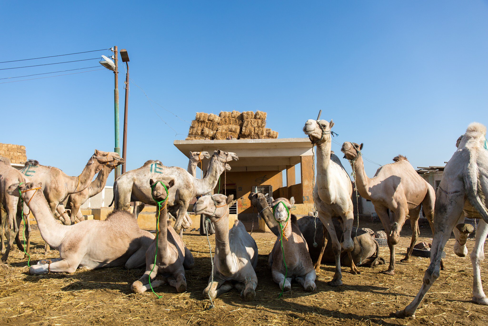 Pale camels sit and stand on straw in green rope halters, hay bales stacked on a concrete shed roof behind.
