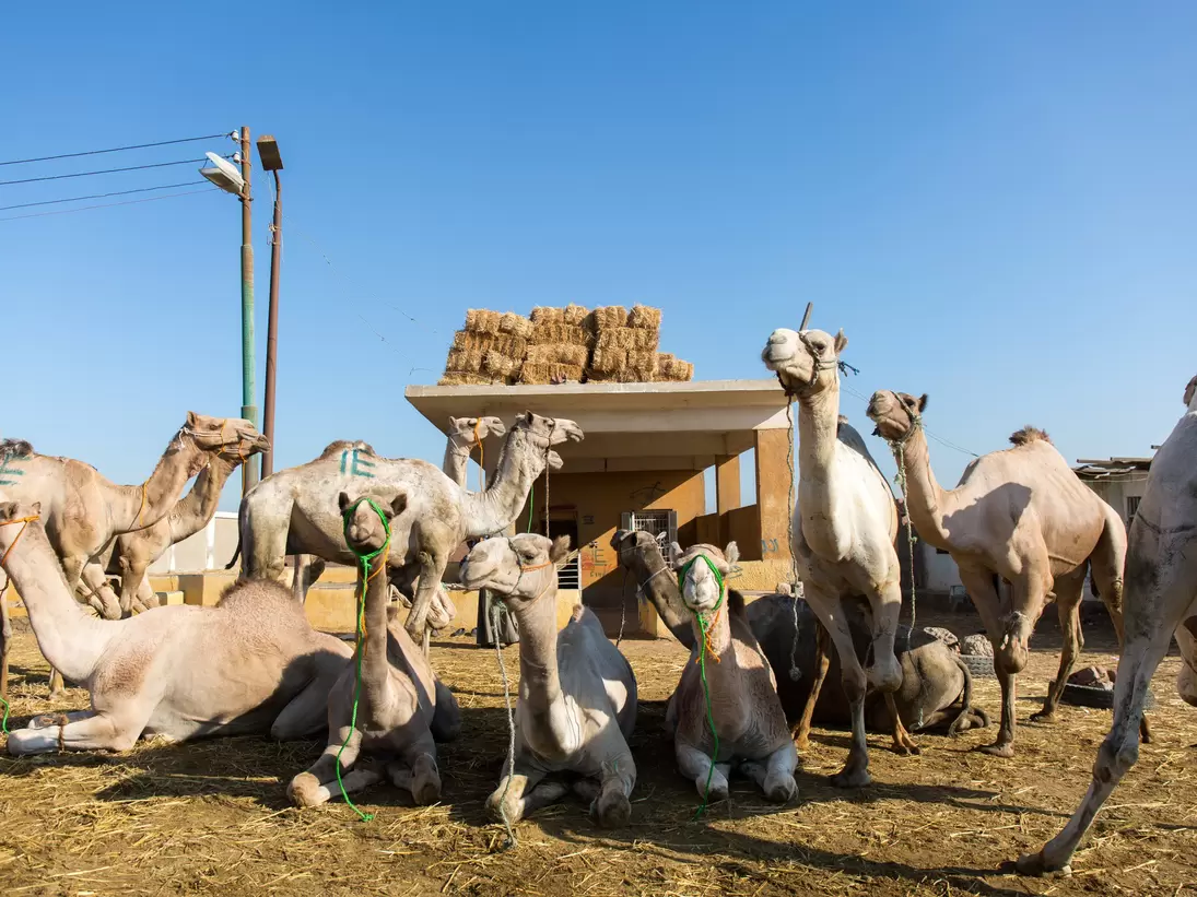 Pale camels sit and stand on straw in green rope halters, hay bales stacked on a concrete shed roof behind.