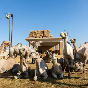 Pale camels sit and stand on straw in green rope halters, hay bales stacked on a concrete shed roof behind.