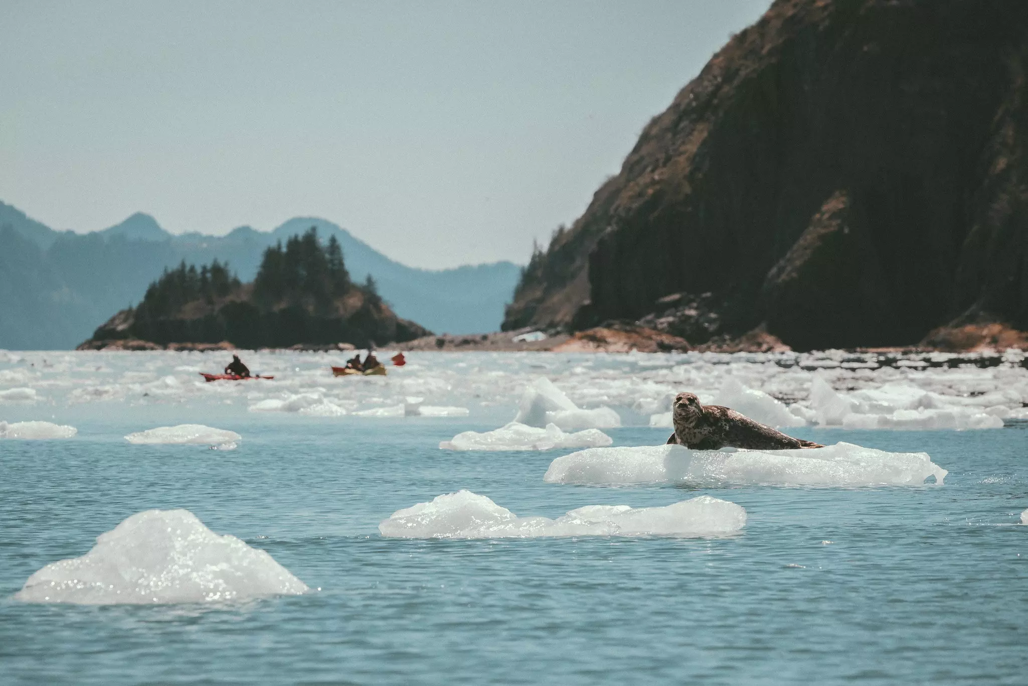 A seal resting on ice next to the Alaskan coast