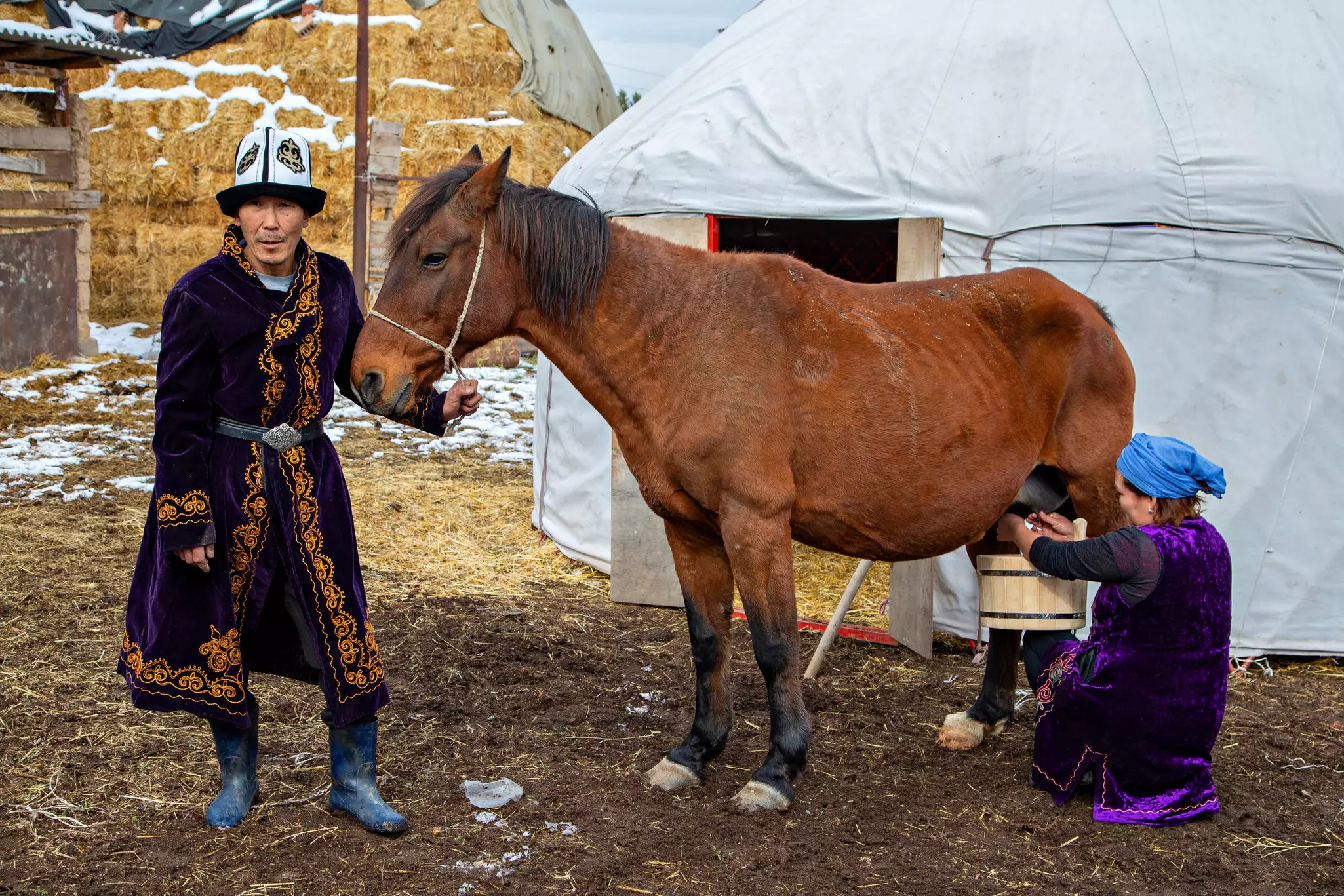 A man in traditional dress holds a horse in front of a yurt, as a woman in a purple coat milks the horse.