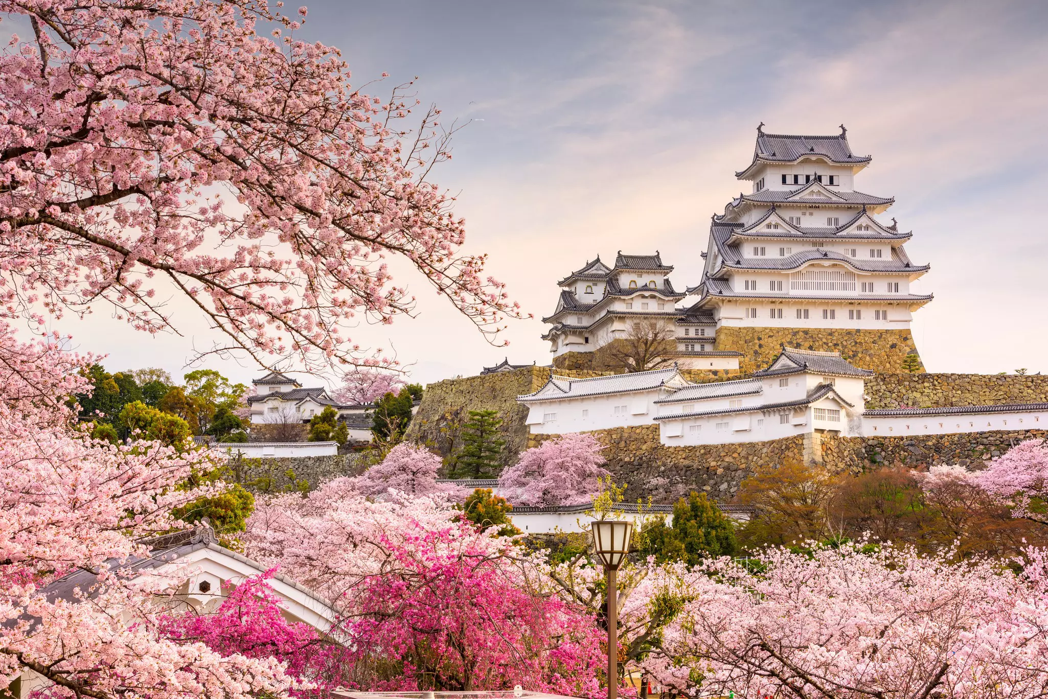 Himeji-jo Castle in spring with cherry blossoms in full bloom