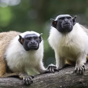 Two mantle tamarins – primates with dark faces, white cowls and brown bodies –on a tree branch