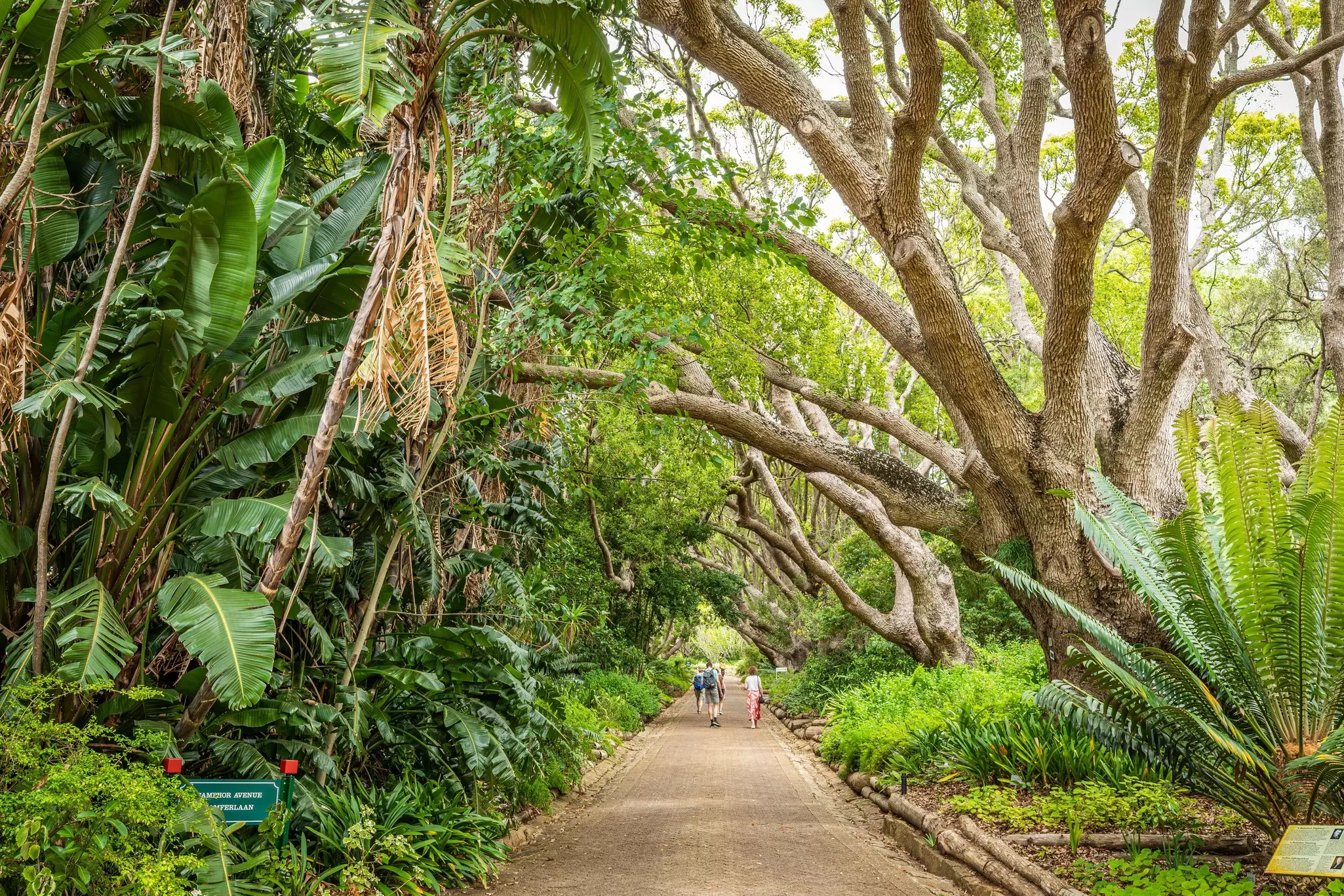 Kirstenbosch Botanical Garden