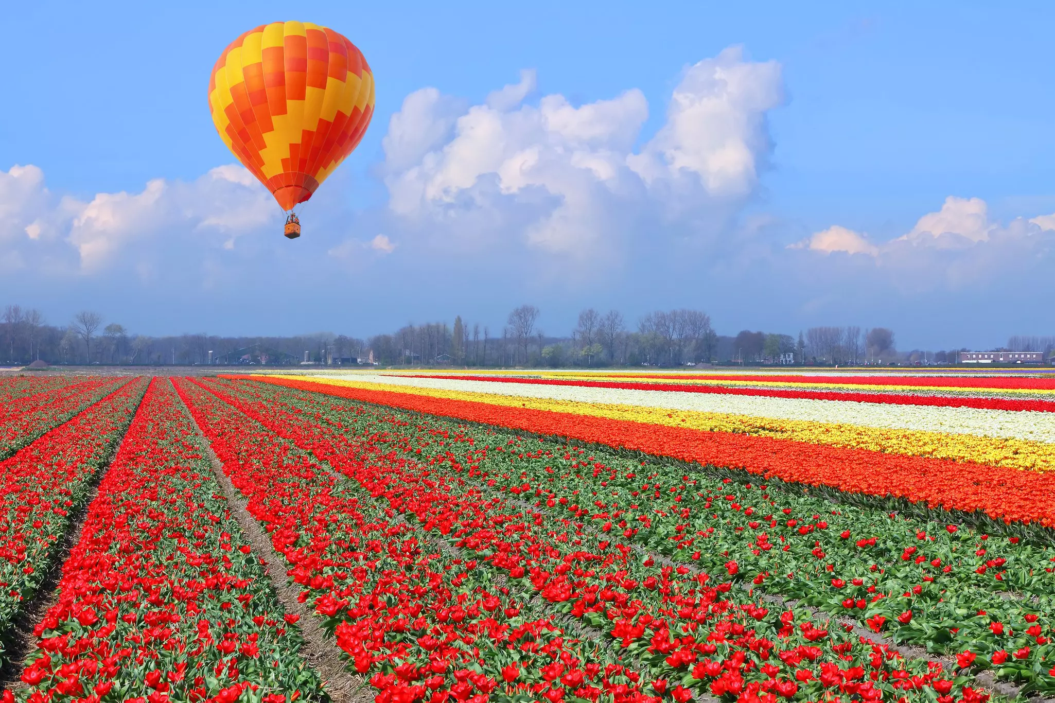 A hot-air balloon rising above a colorful field with rows and rows of tulips in bloom in red, orange, yellow and white