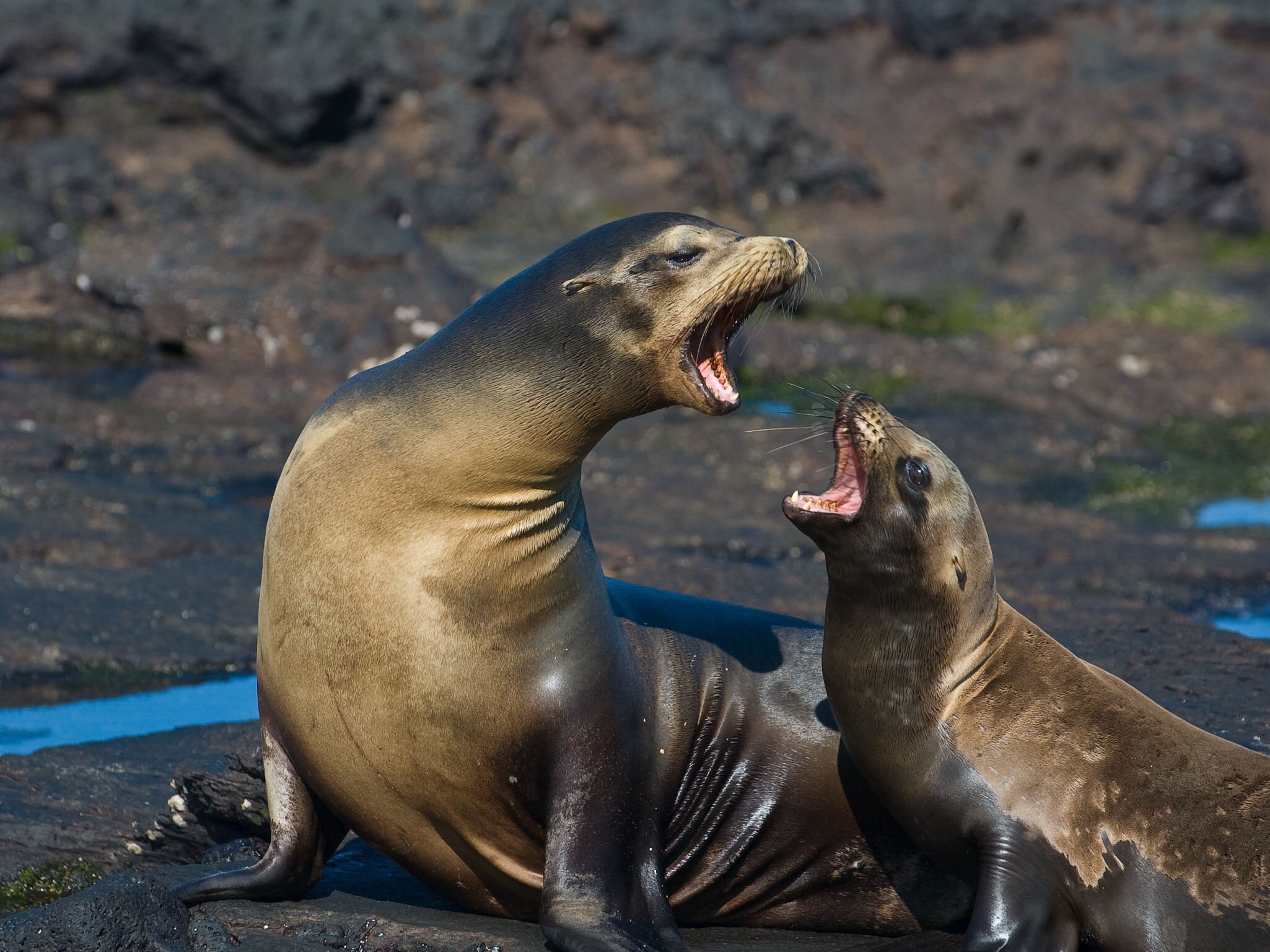 A mother Galapagos Sea Lion has an intense argument with her pup in Puerto Egas, Galapagos, Ecuador.